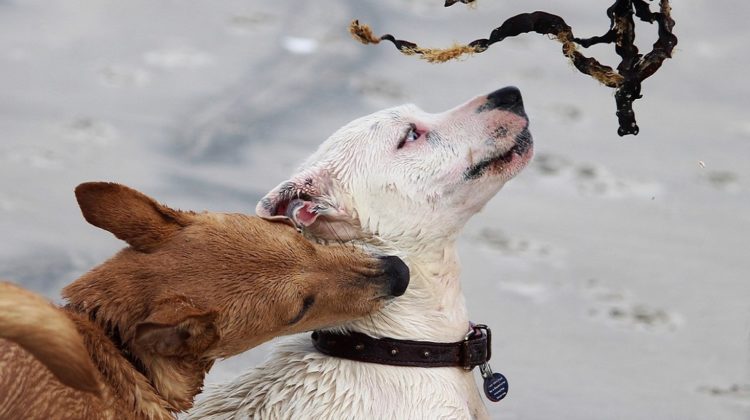 Ways to Stop Puppy Biting