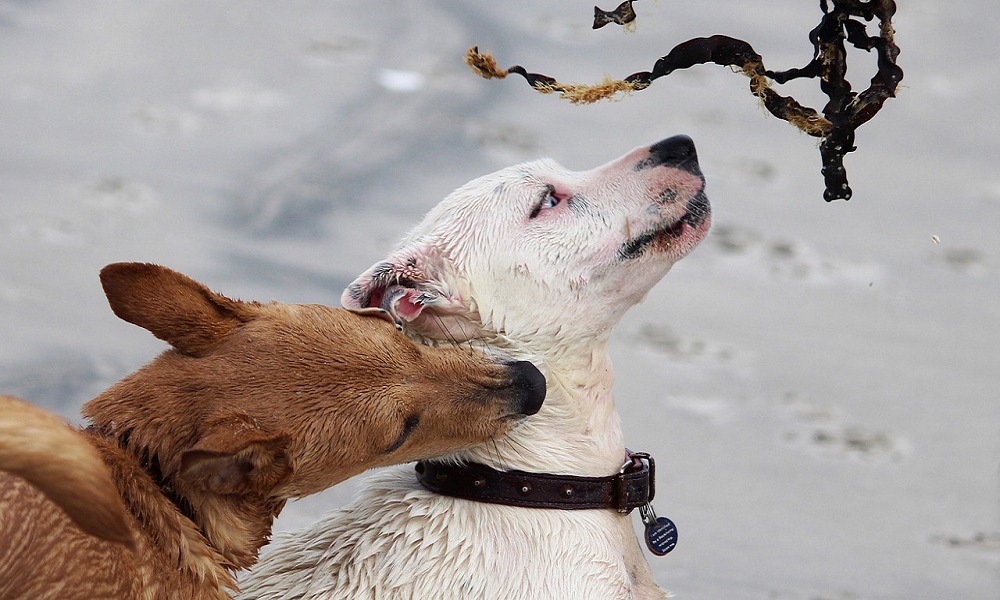 Ways to Stop Puppy Biting