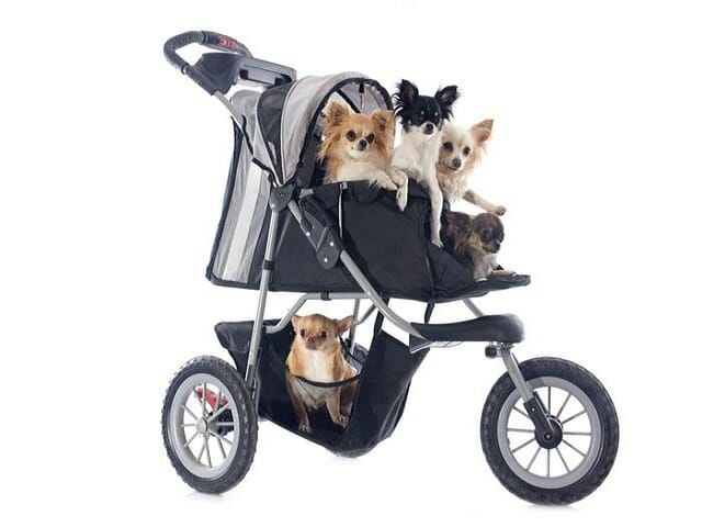 dog strollers allowed in stores