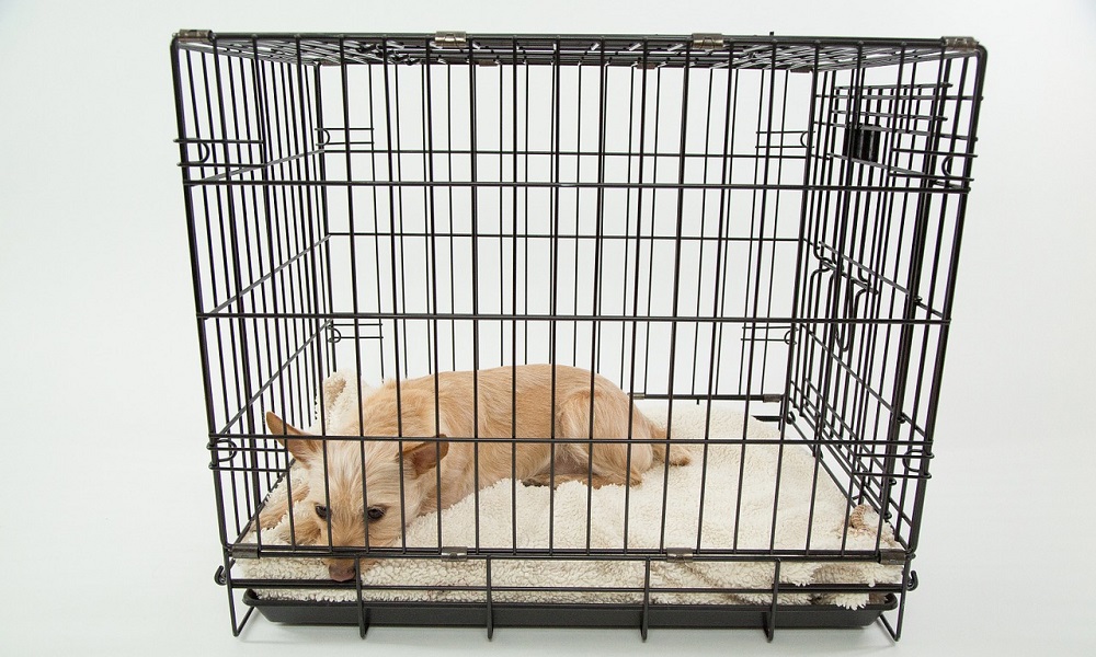 How to Crate Train a Dogs