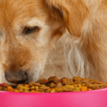 Best Sensitive Stomach Dog Foods