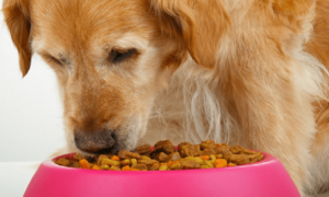 Best Sensitive Stomach Dog Foods