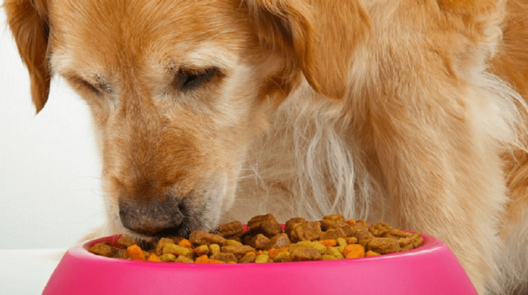 Best Sensitive Stomach Dog Foods