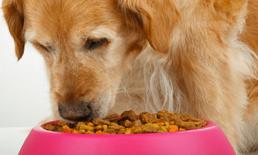 iams gastrointestinal dog food