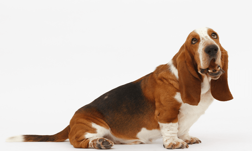 Basset Hound