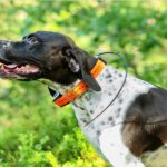 Best Dog GPS Collars