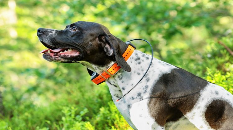Best Dog GPS Collars