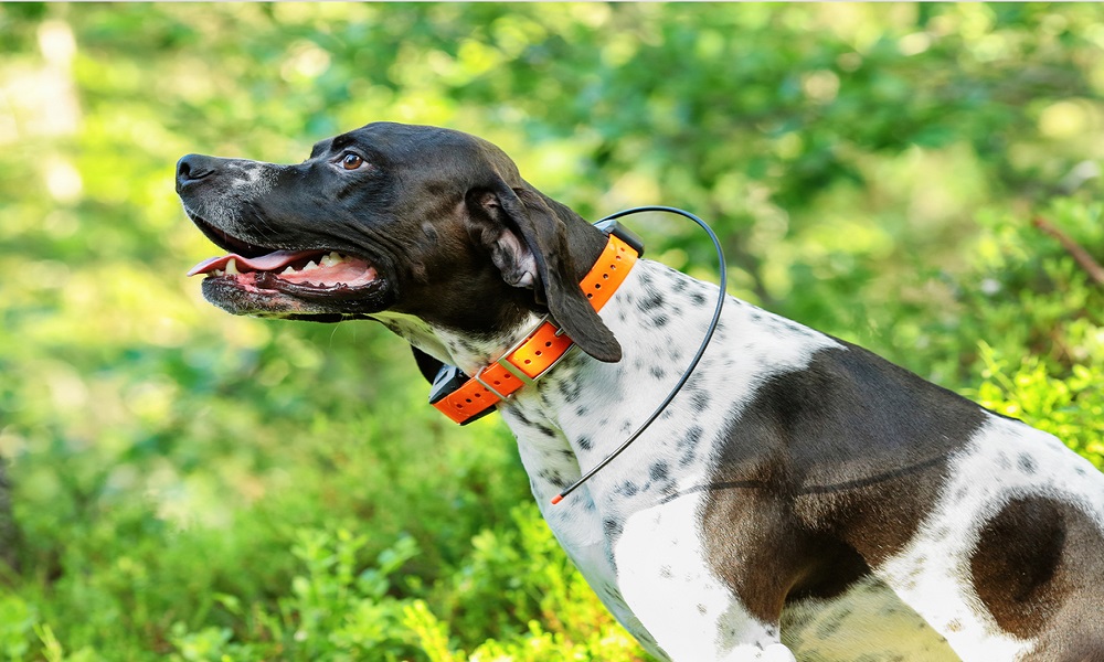 gps collar for small dogs