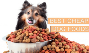 Best Cheap Dog Foods