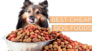 Top 10 Best Cheap Dog Foods in 2018 – Reviewed & Compared