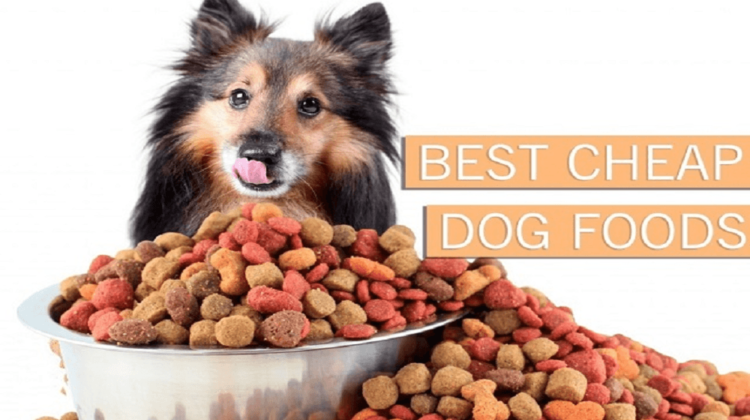 Best Cheap Dog Foods