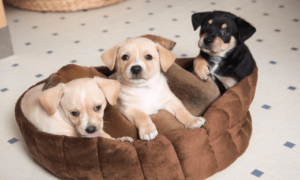 Best Chew Resistant Dog Beds