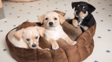 Best Chew Resistant Dog Beds 2018 – Buyer’s Guide and Reviews