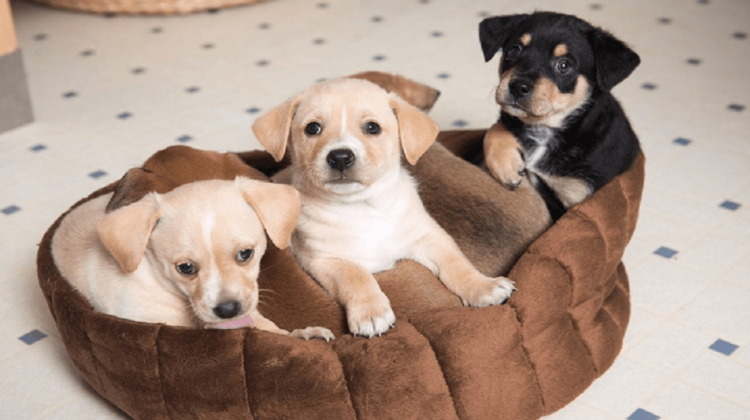 Best Chew Resistant Dog Beds