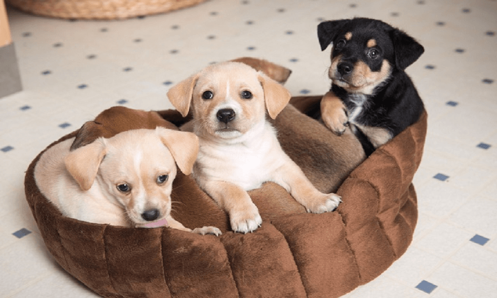 dog bed for aggressive chewers