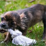 Best Puppy Toys for Dogs That Chew