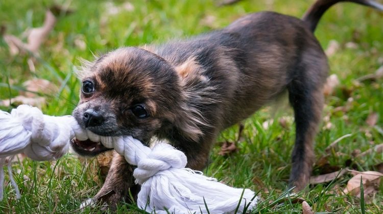 Best Puppy Toys for Dogs That Chew
