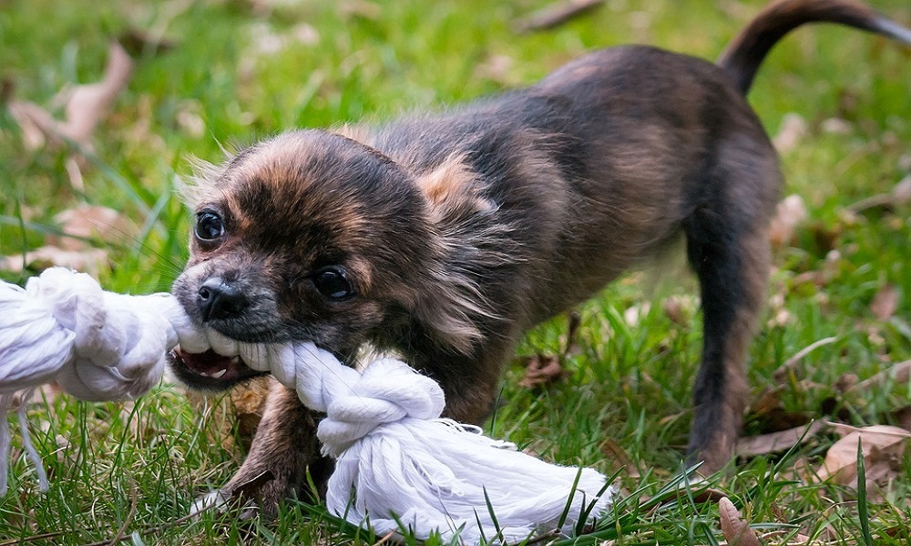 best puppy chew toys 2019