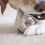 Best Dental Chews for Dogs