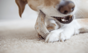 Best Dental Chews for Dogs