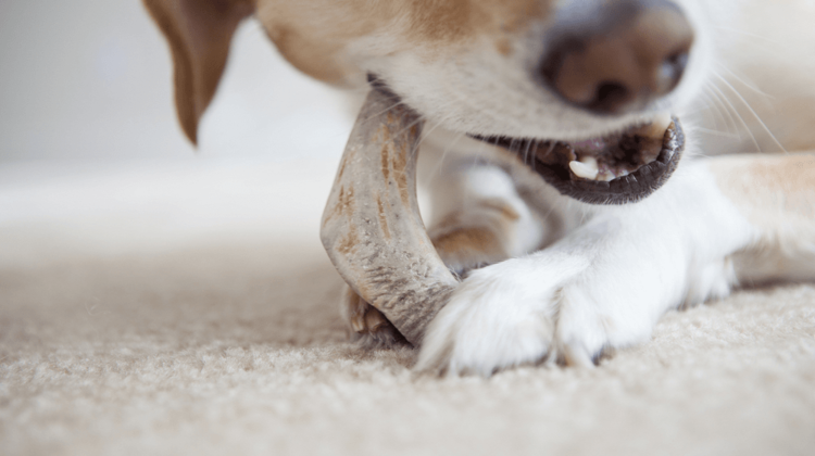 Best Dental Chews for Dogs