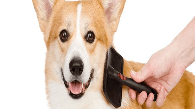 Best Dog Brush