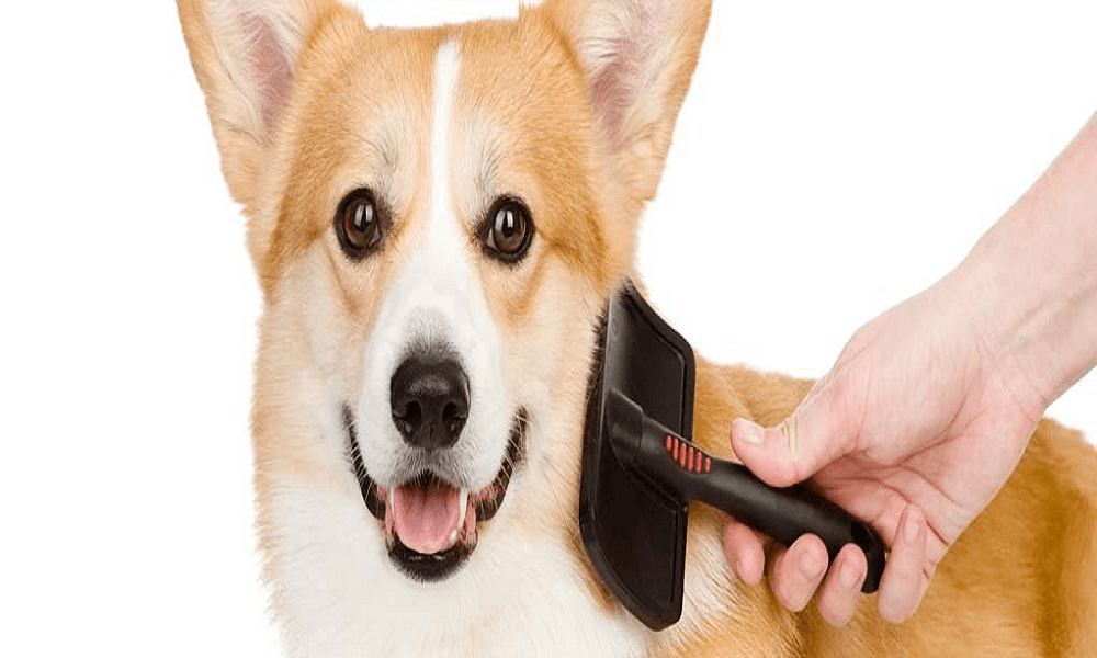 10 Best Dog Brush (Nov. 2020) – Buyer's 