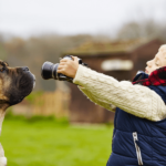 Best Dog Cameras for Pet Monitoring