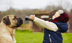 Best Dog Cameras for Pet Monitoring