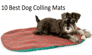 Best Dog Cooling Mats