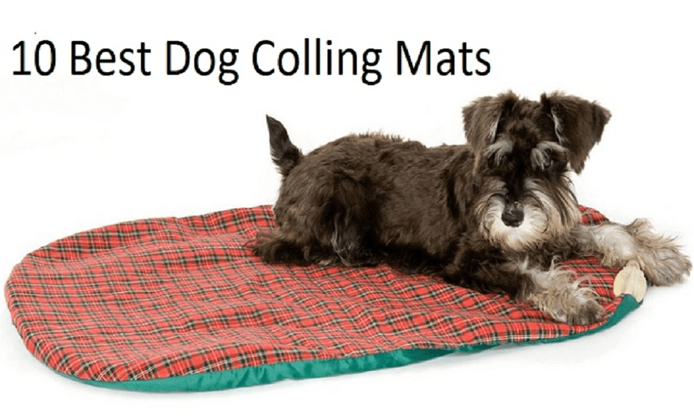 10 Best Dog Cooling Mats (Feb. 2021) Buyer’s Guide