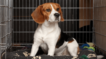 Top 10 Best Dog Crates in 2018 – Reviewed & Compared