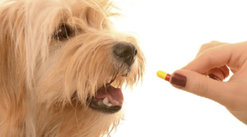 Top 10 Best Dog Dewormers in 2018 – Reviewed & Compared