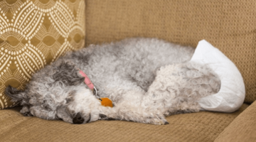 Top 10 Best Dog Diapers in 2018 – Reviewed & Compared