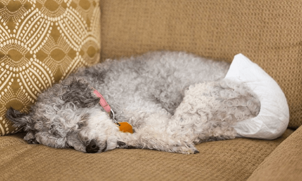 dog diapers for poop