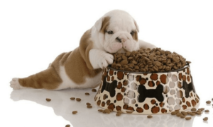 Best Dog Foods for Puppies