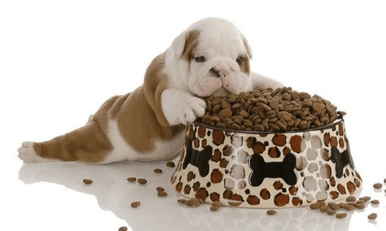 The 10 Best Dog Foods For Puppies 2021 – Dog Guide Reviews