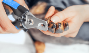 dog nail clippers with sensor reviews