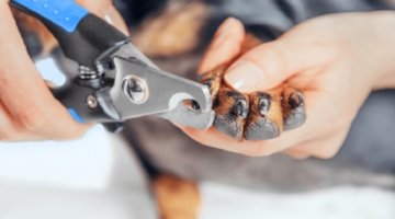 Top 10 Best Dog Nail Clippers in 2018 – Reviewed & Compared
