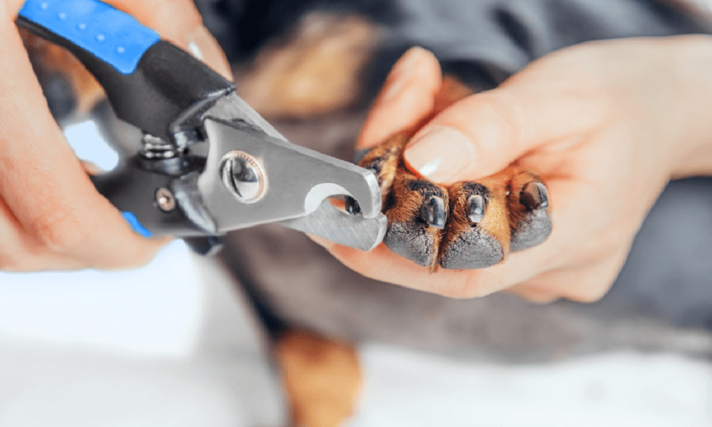 10 Best dog nail clippers for Trim Your Dog Nails Safely