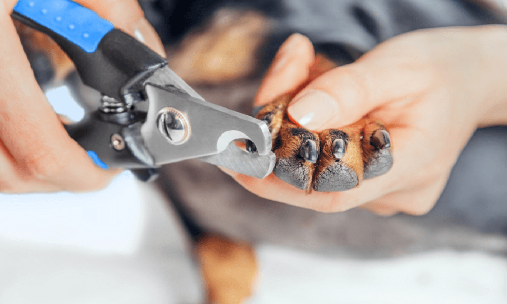 safe dog nail clippers