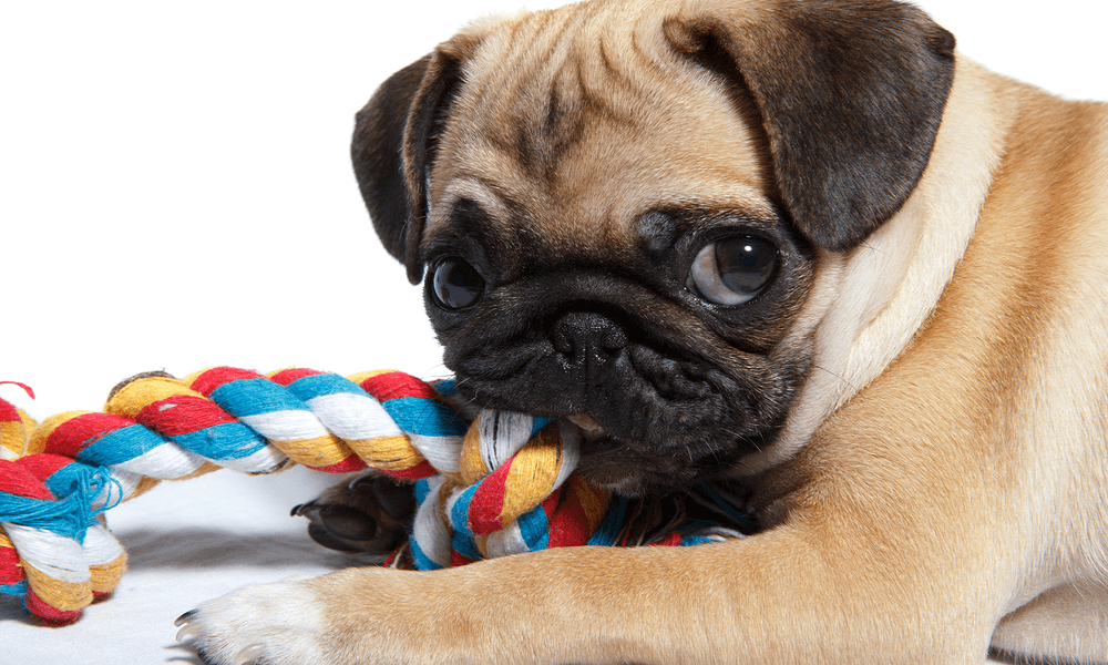 The 15 Best Dog Toys of 2021 – Dog Guide Reviews