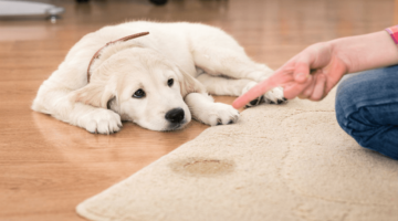 Best Pet Odor Eliminator 2018 – Buyer’s Guide and Reviews
