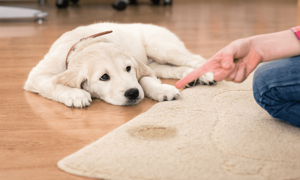 best dog urine remover from carpet
