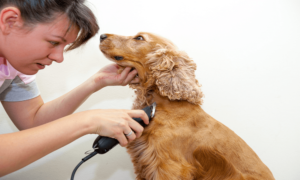 industrial dog clippers