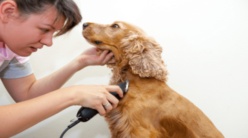 Top 10 Best Professional Dog Clippers in 2018 – Reviewed & Compared