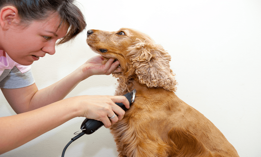 professional cordless dog clippers