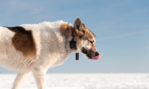 Best Shock Collar for Dogs