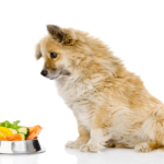 Best Wet Dog Foods