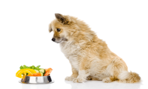 Best Wet Dog Foods